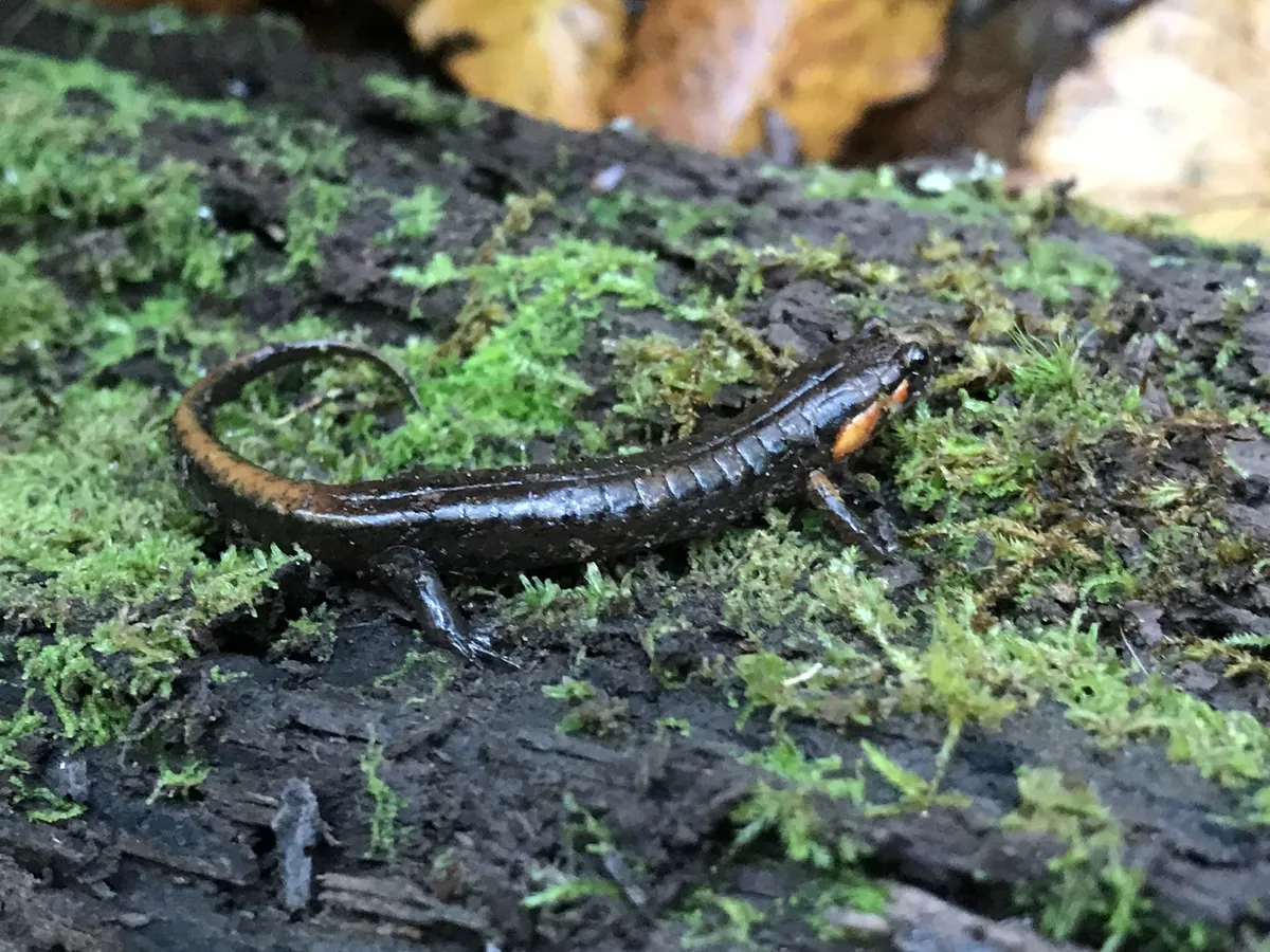Ocoee Salamander