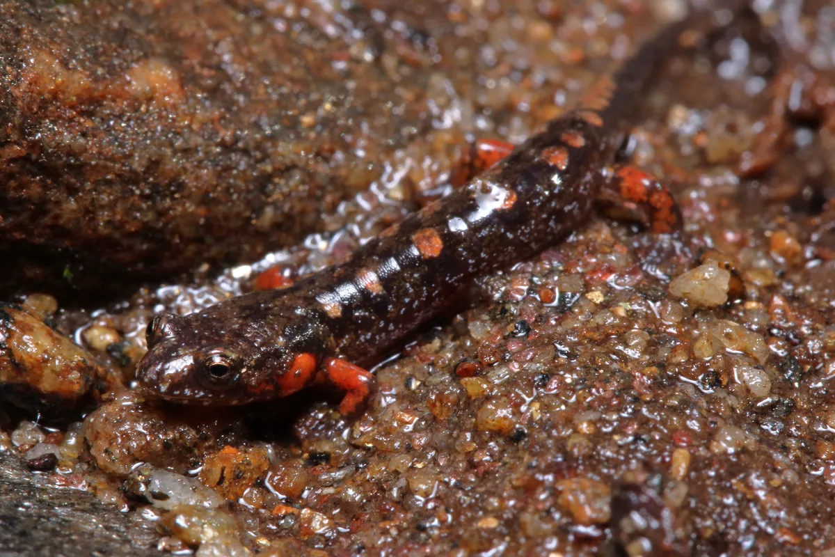 Ocoee Salamander