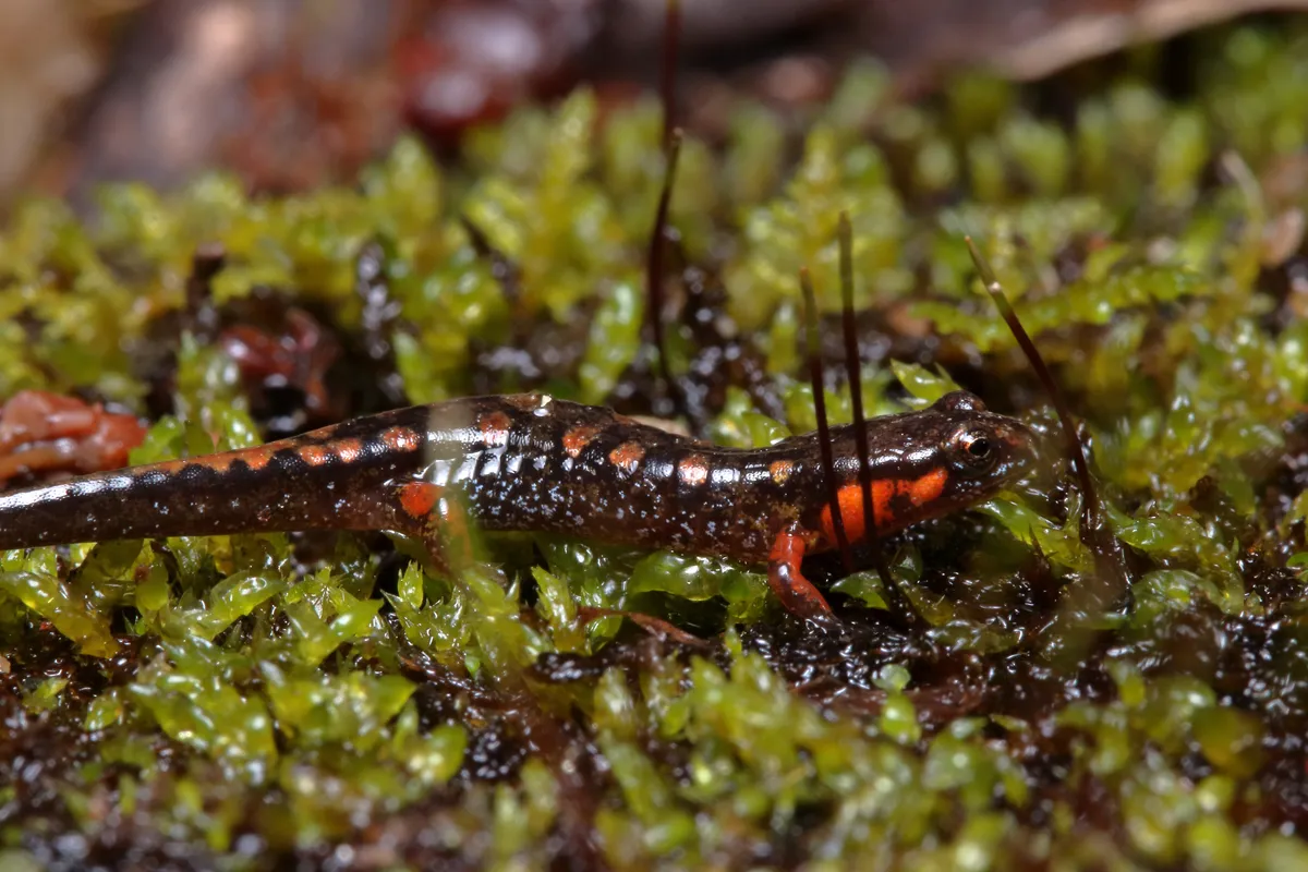 Ocoee Salamander