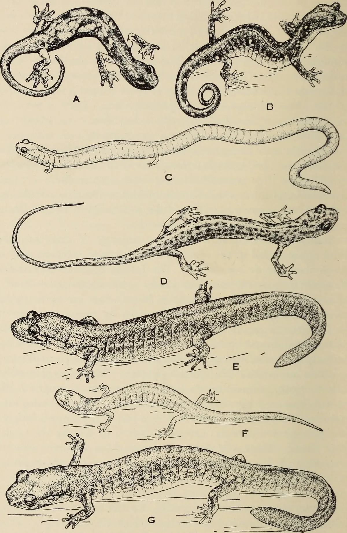 Salamandra de Vientre Negro