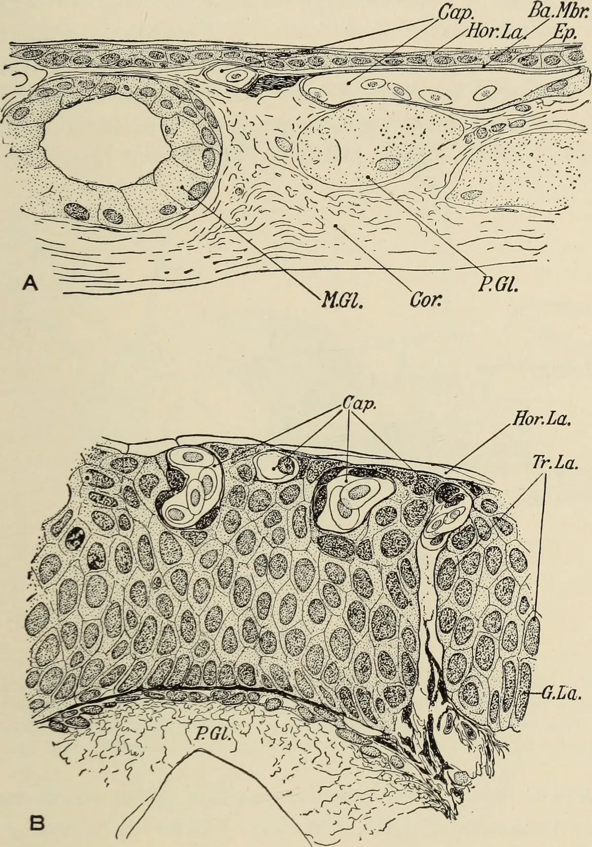 Salamandra de Vientre Negro