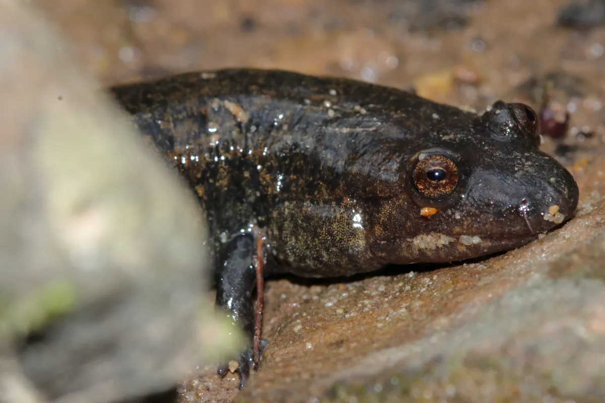 Salamandra de Vientre Negro