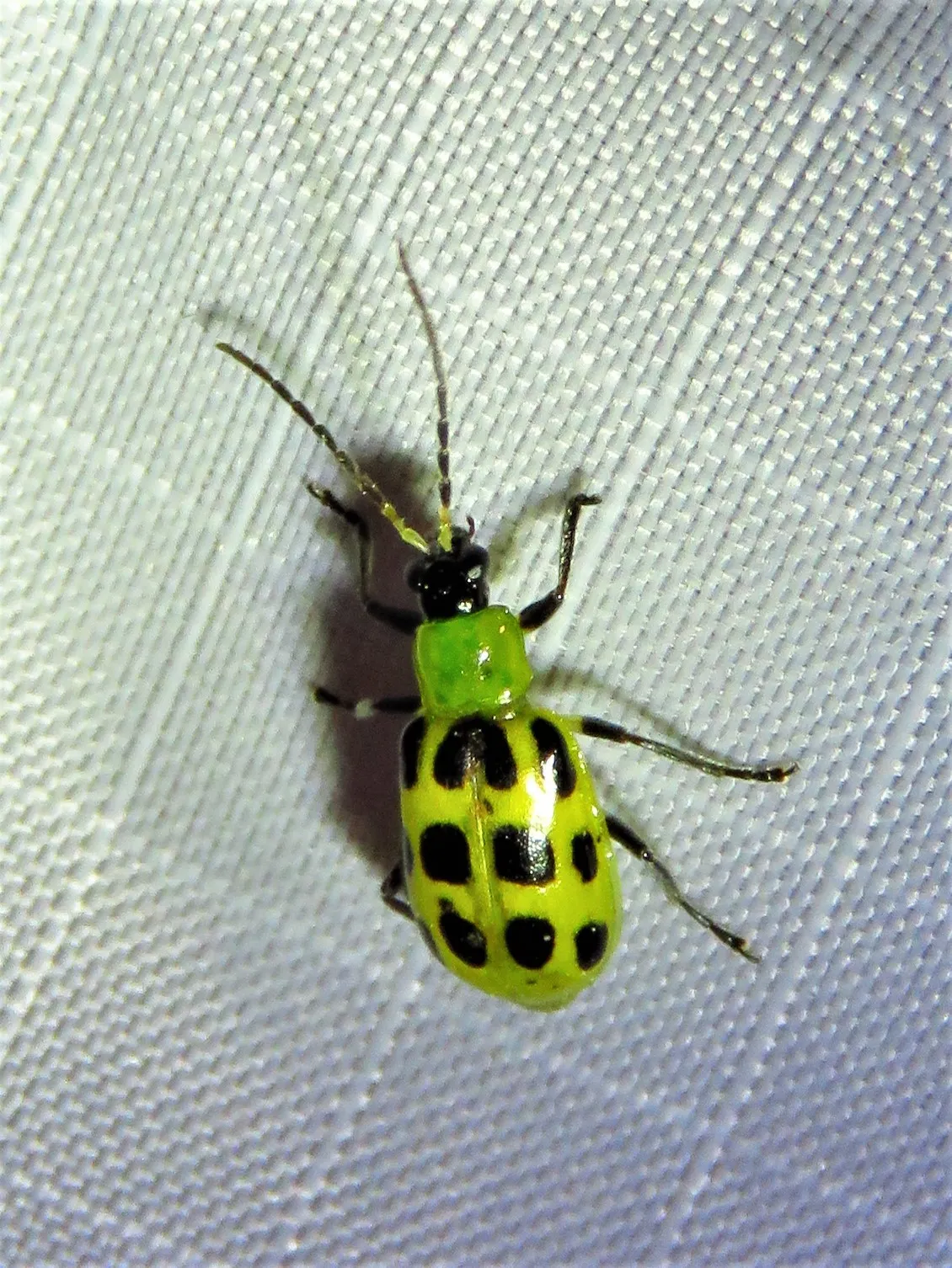 Escarabajo Manchado del Pepino