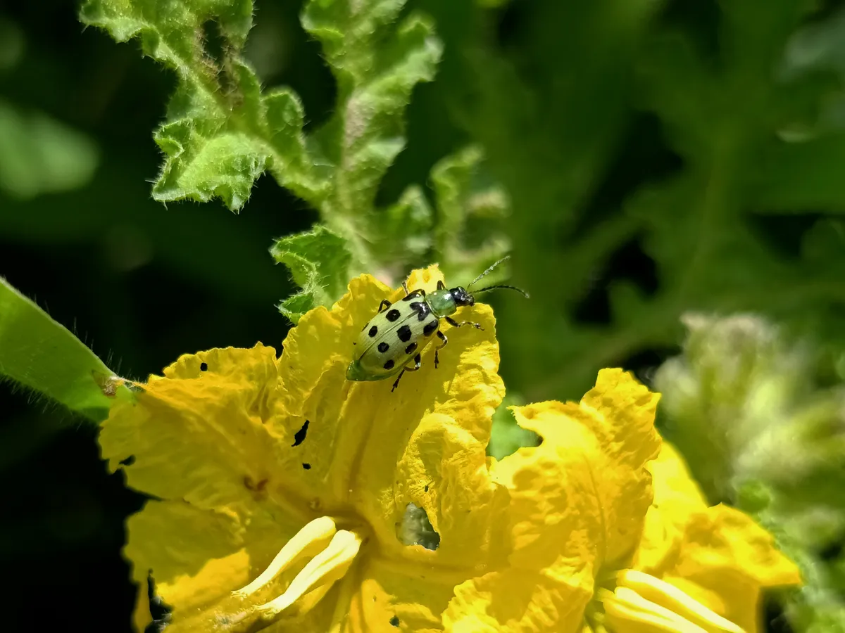 Escarabajo Manchado del Pepino