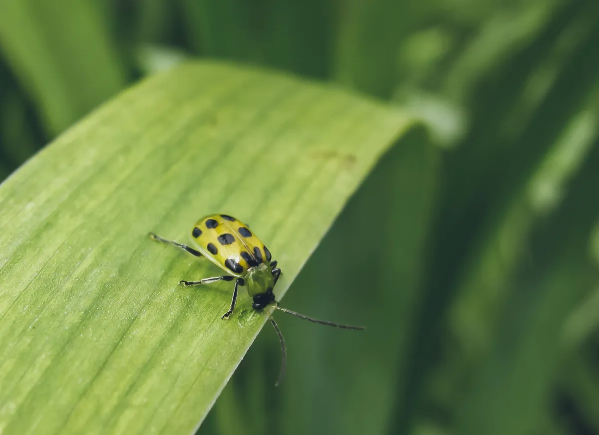 Escarabajo Manchado del Pepino