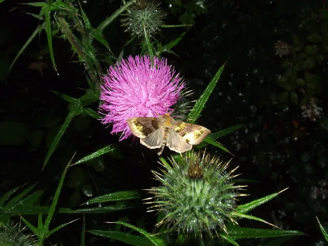 Diachrysia chrysitis