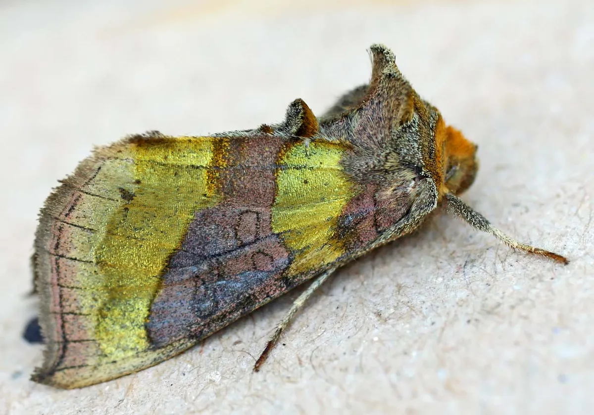 Burnished Brass