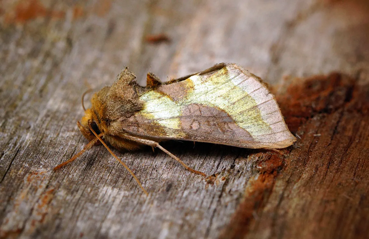 Burnished Brass