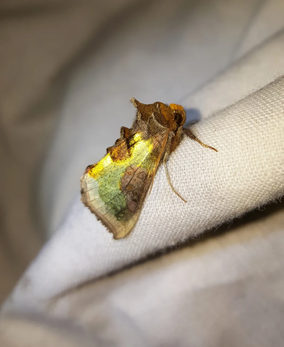 Burnished Brass