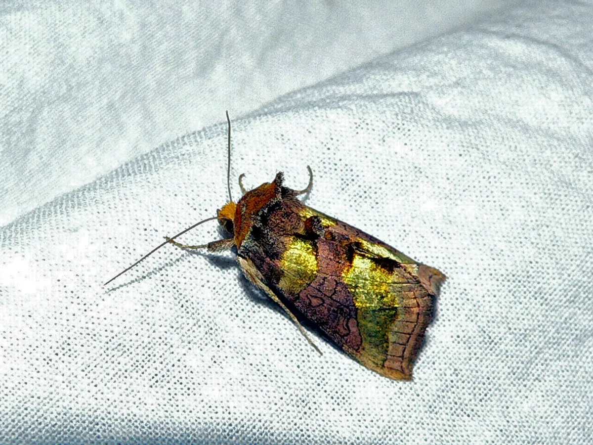 Burnished Brass