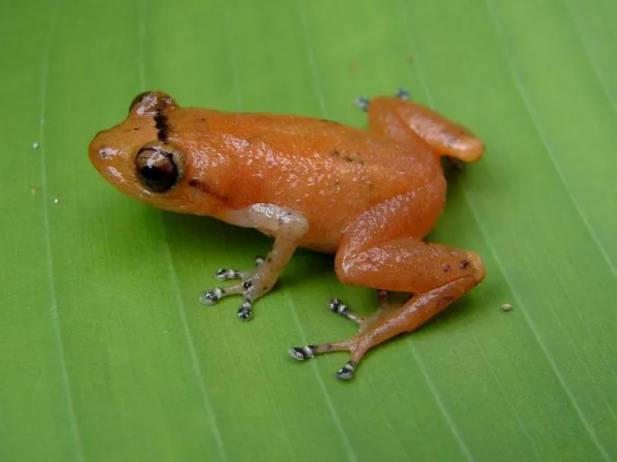 Esmeraldas Robber Frog