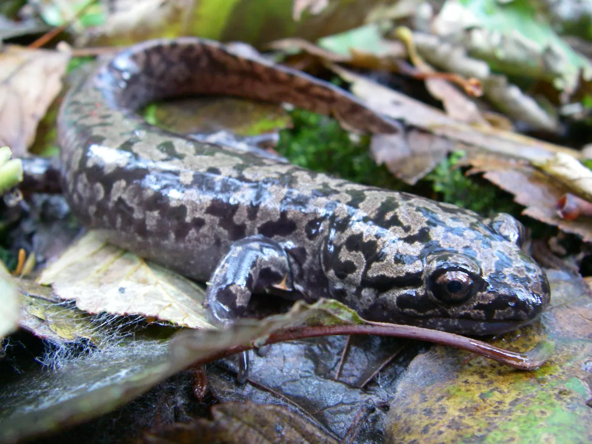 Salamandra Gigante Costera