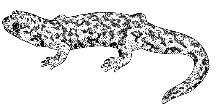 Salamandra Gigante Costera