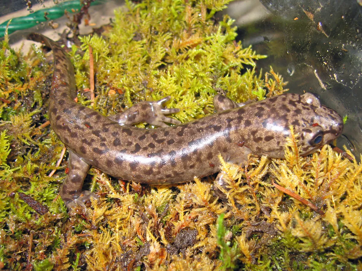 Salamandra Gigante Costera