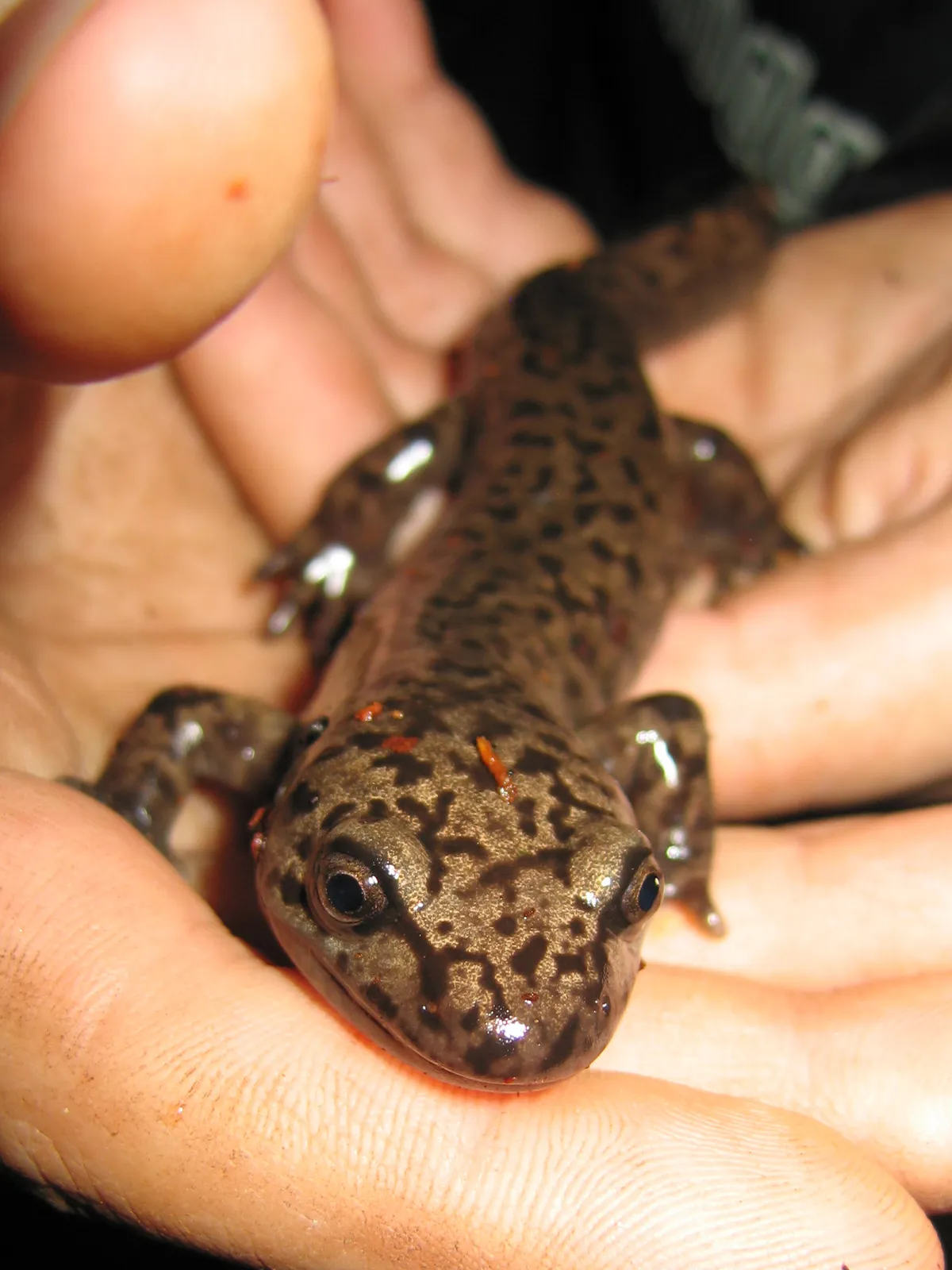 Salamandra Gigante Costera