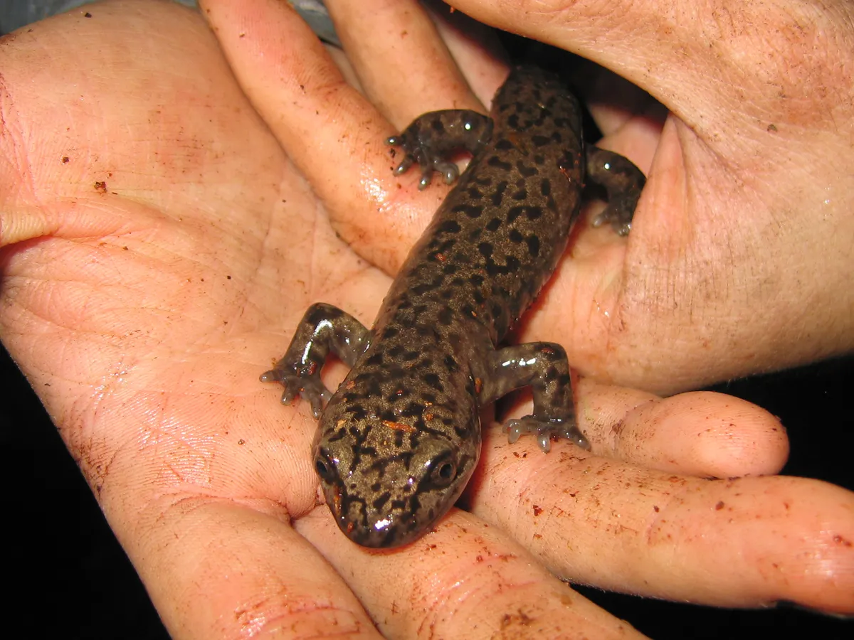 Salamandra Gigante Costera