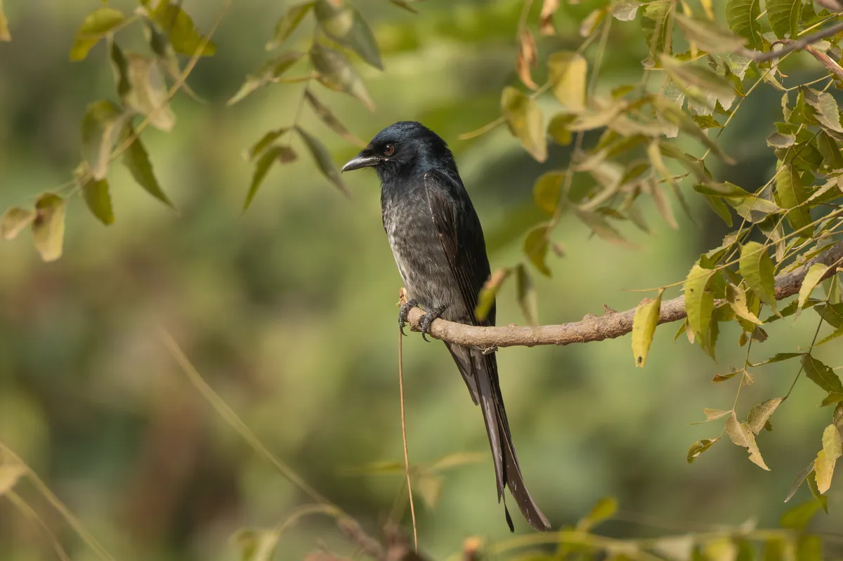 Black Drongo