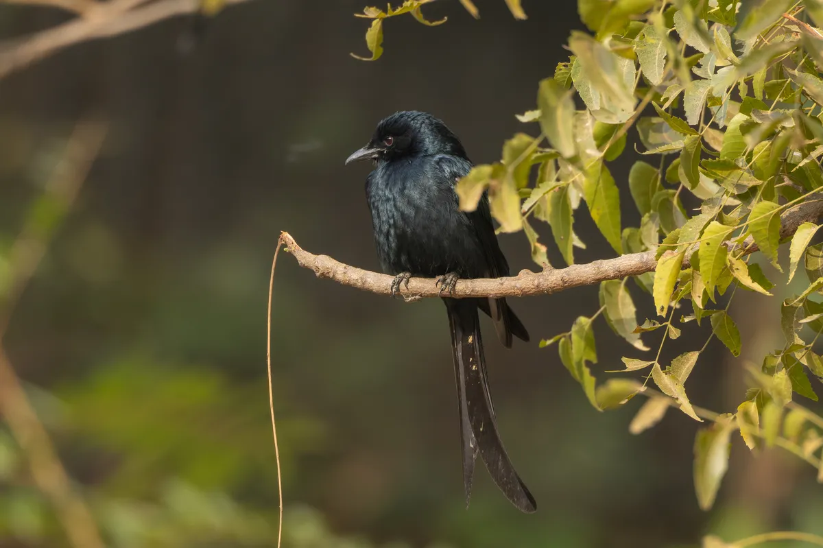Black Drongo