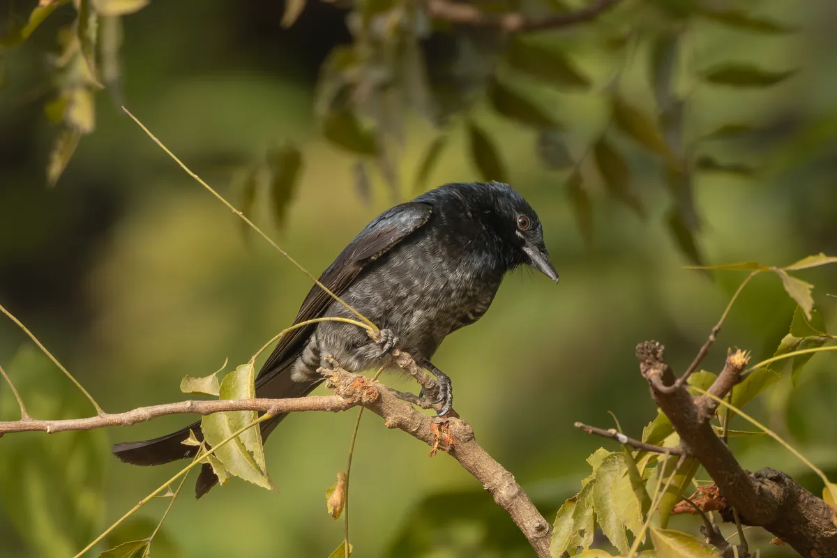 Black Drongo