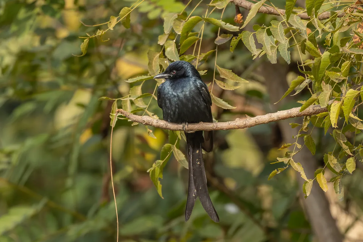 Black Drongo