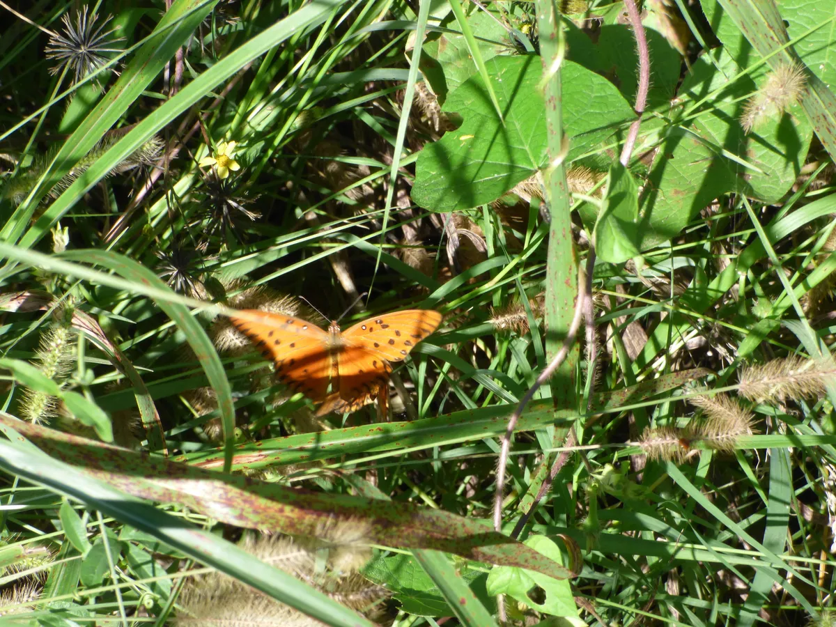 Passion Vine Butterfly