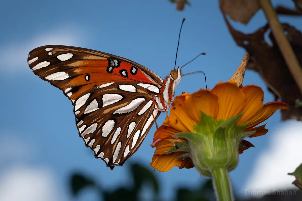 Passion Vine Butterfly