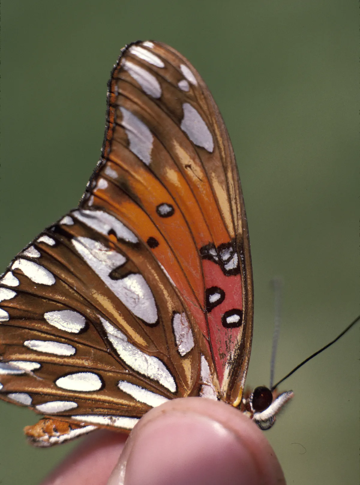 Passion Vine Butterfly