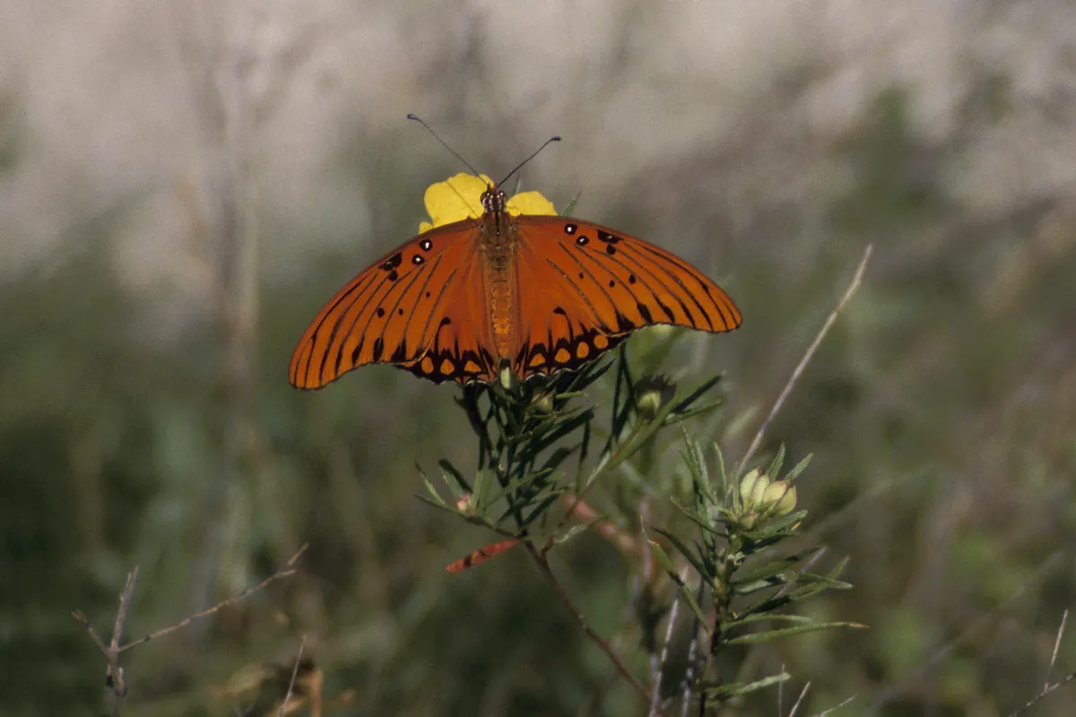 Passion Vine Butterfly