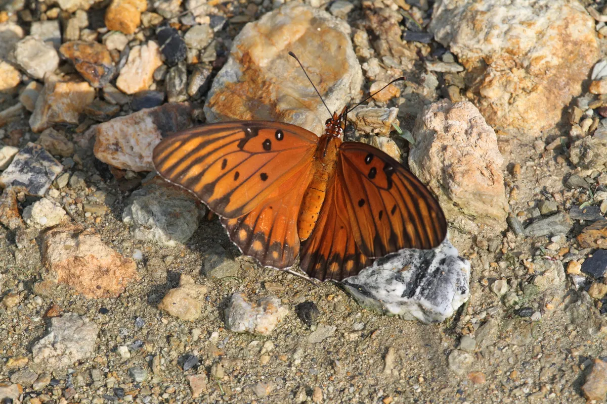 Passion Vine Butterfly