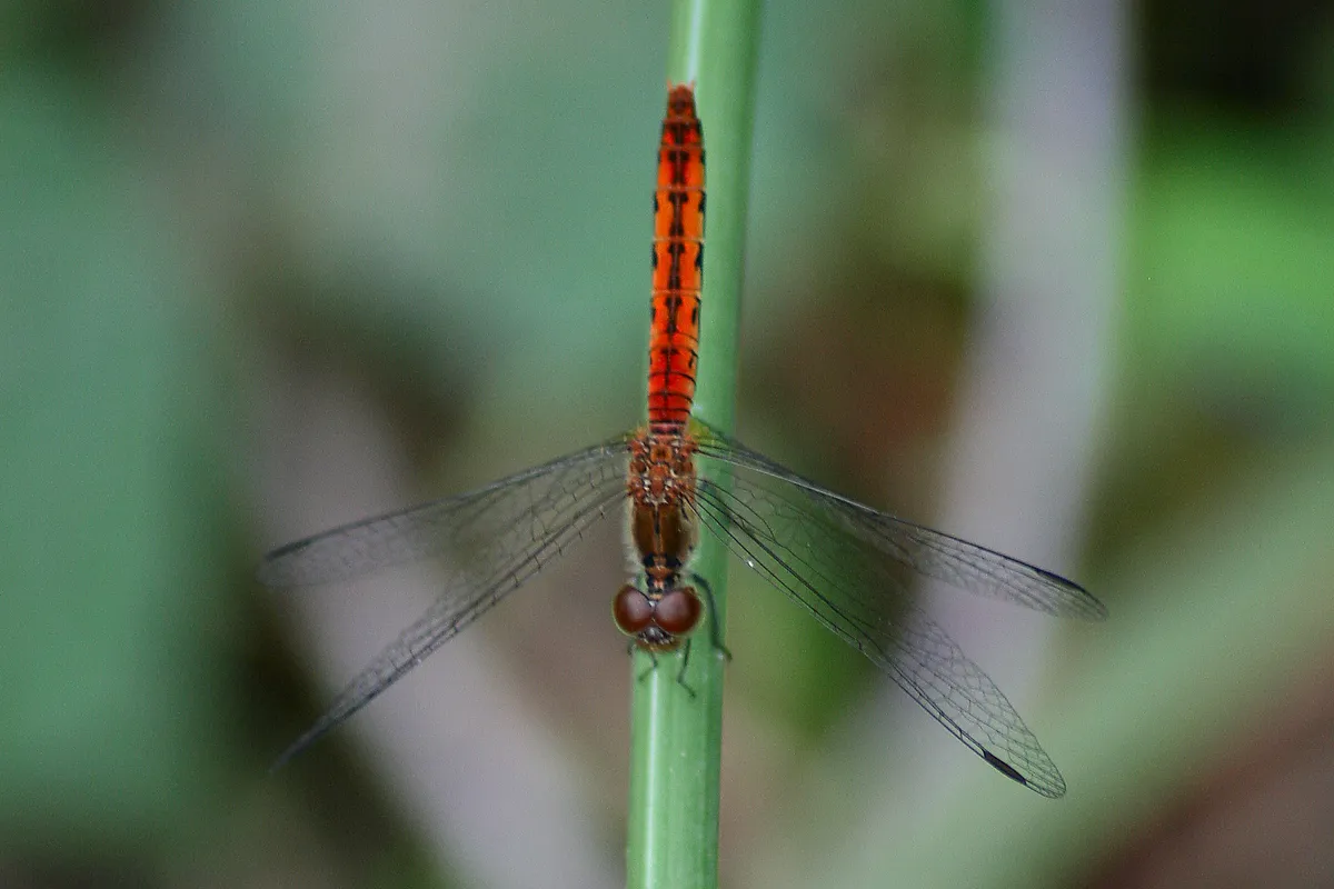 Diplacodes bipunctata