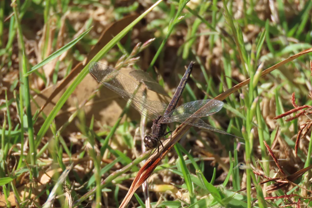 Diplacodes lefebvrii