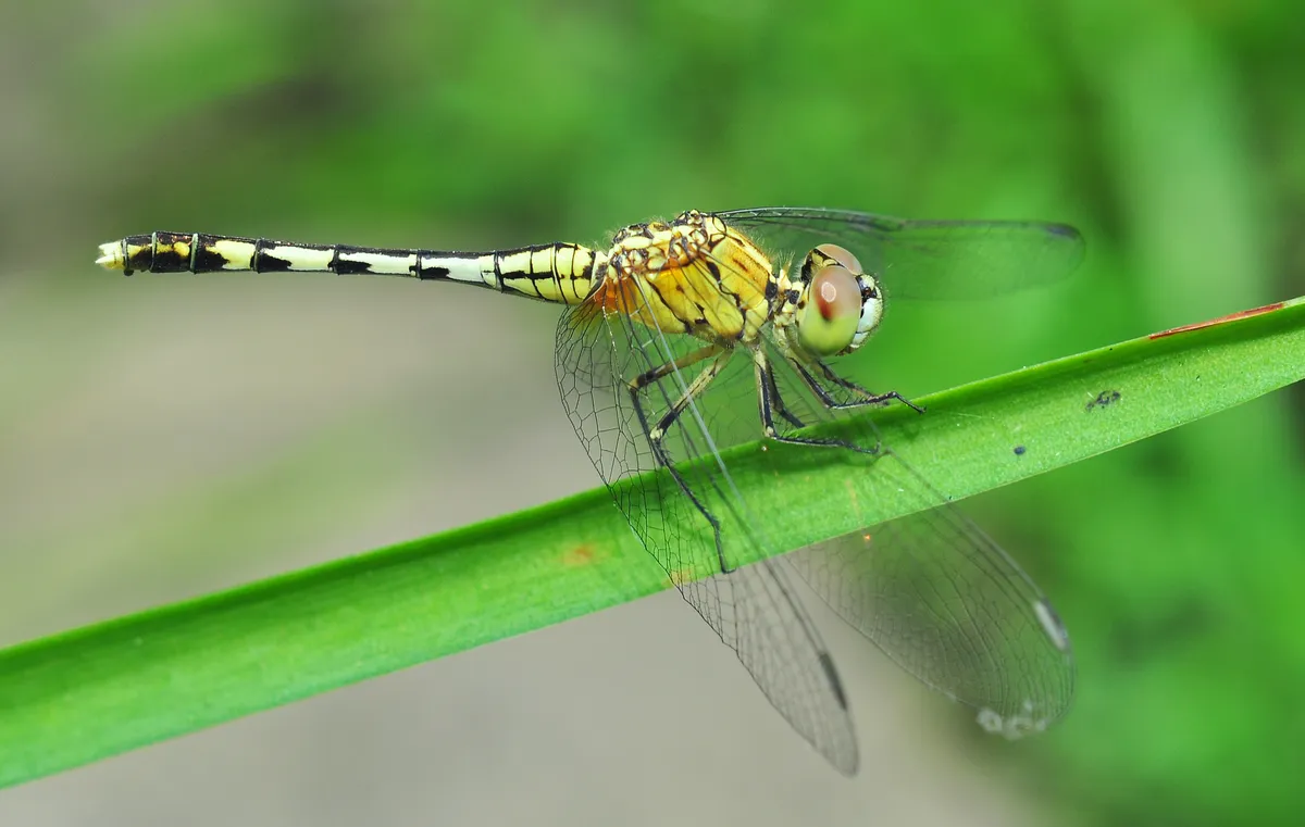 Blue Percher, Chalky Percher
