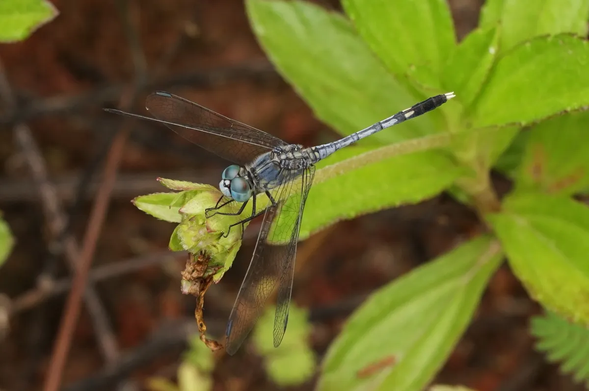 Blue Percher, Chalky Percher