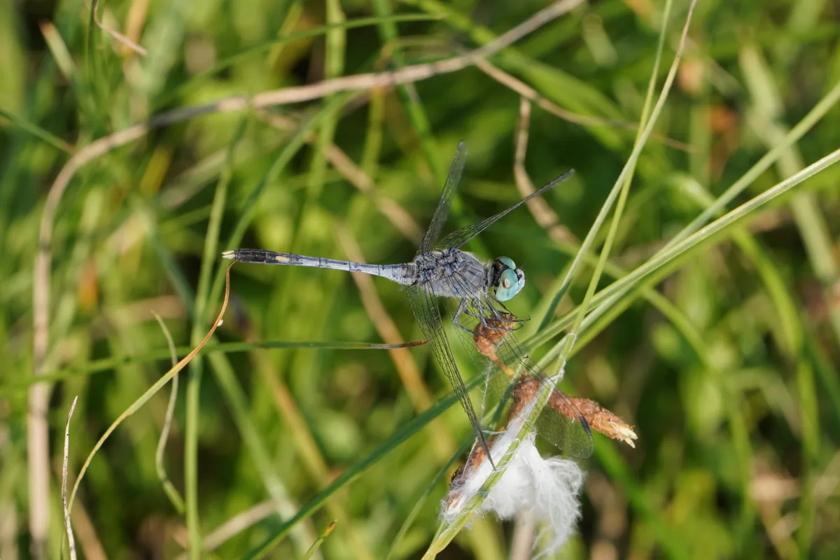 Blue Percher, Chalky Percher