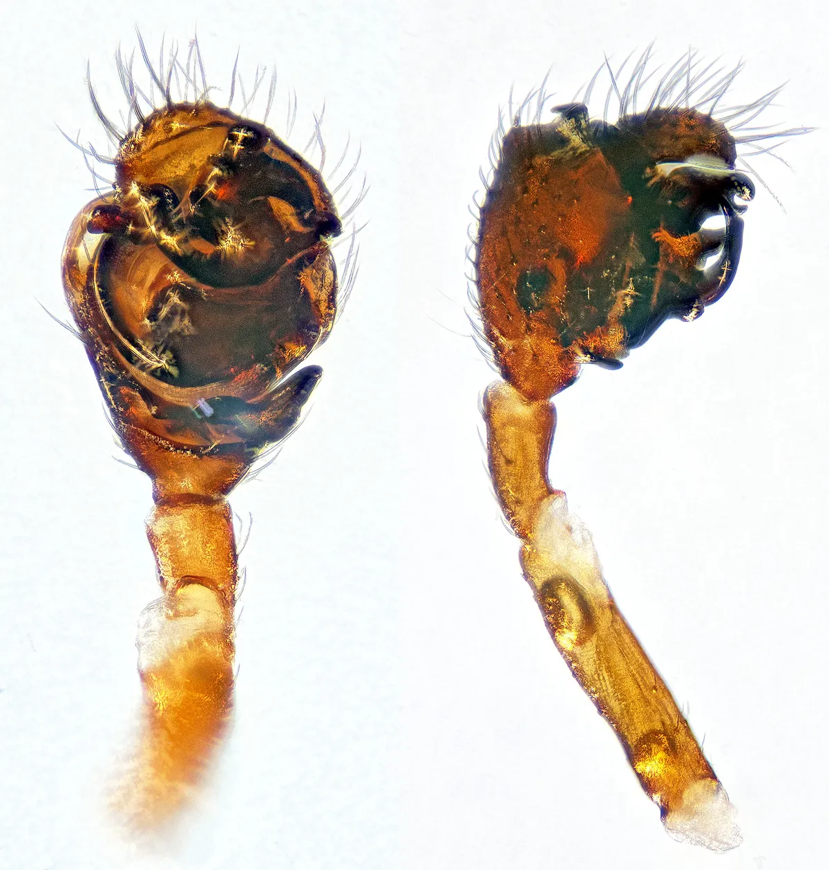 Araña De Dinero De Cabeza Ancha