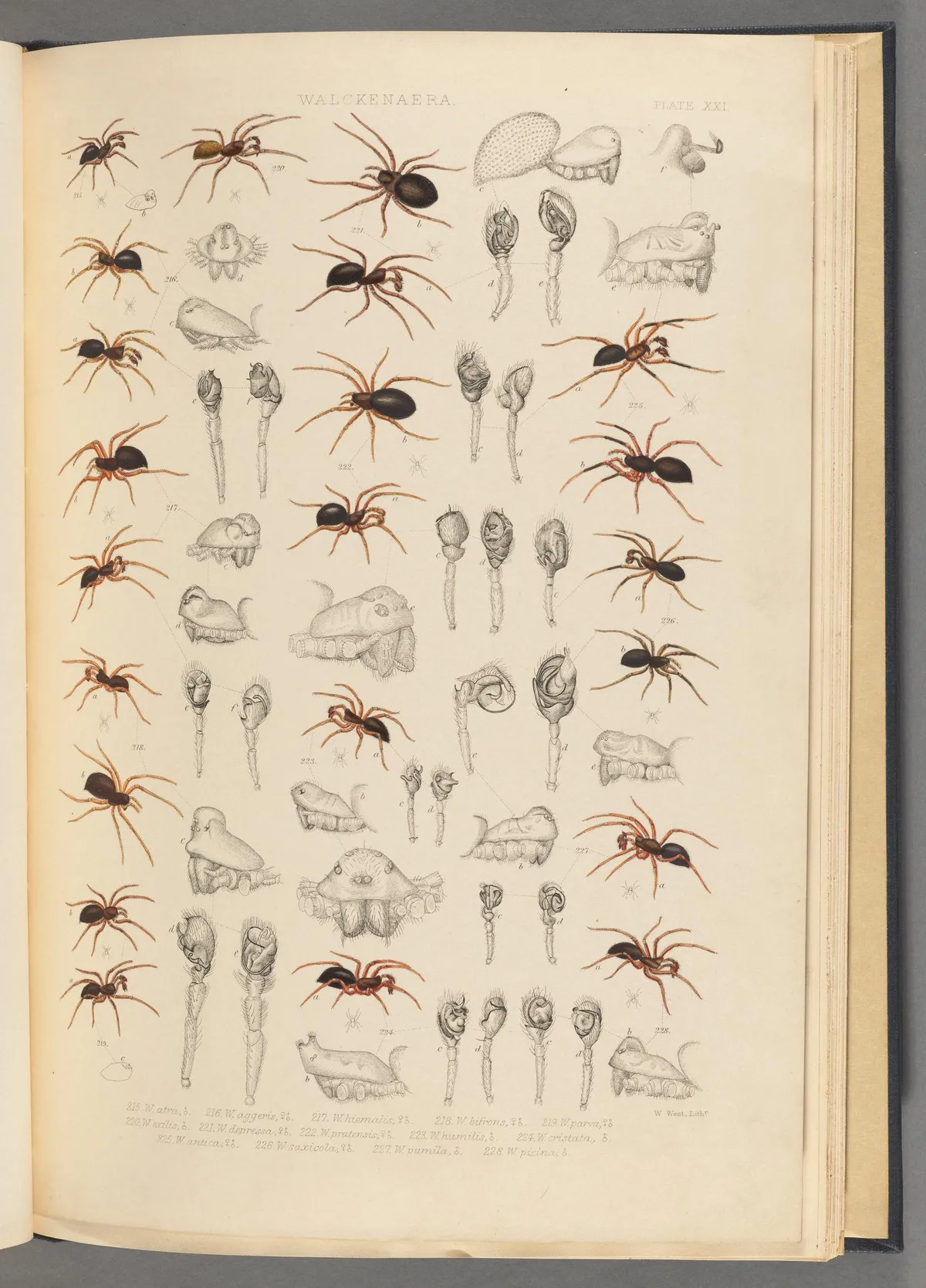 Diplocephalus picinus