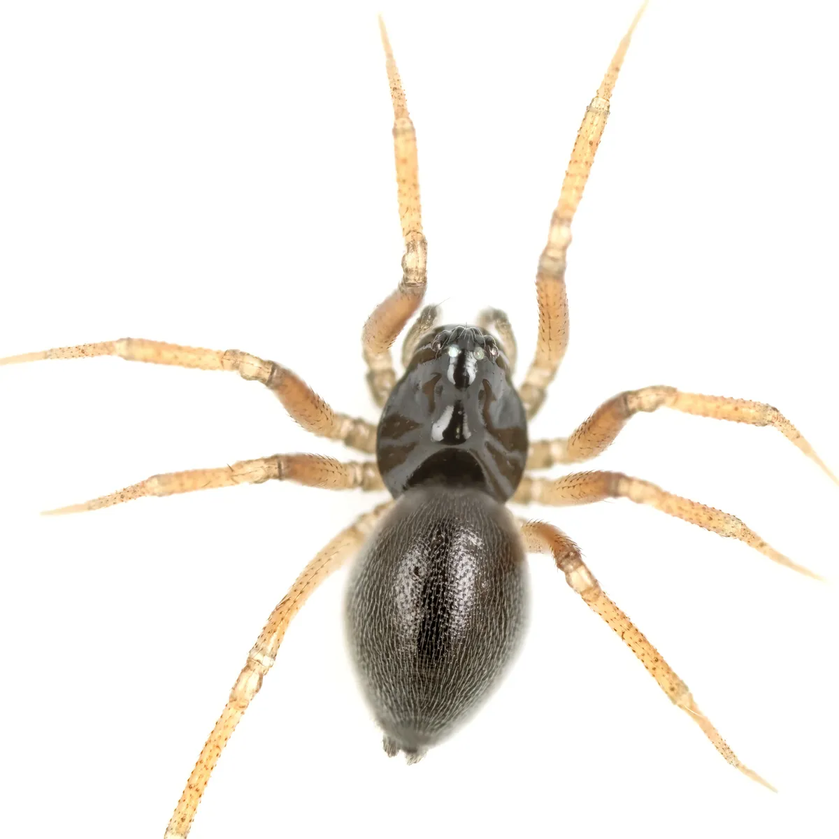 Araña Pequeña de Tela de Sábana