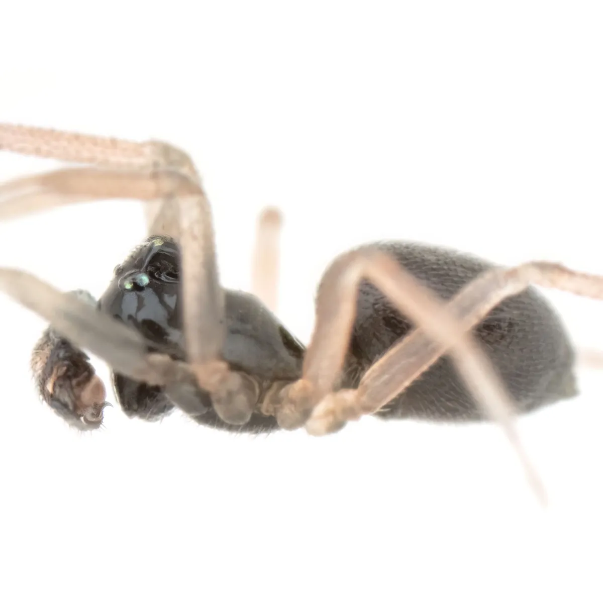 Araña Pequeña de Tela de Sábana