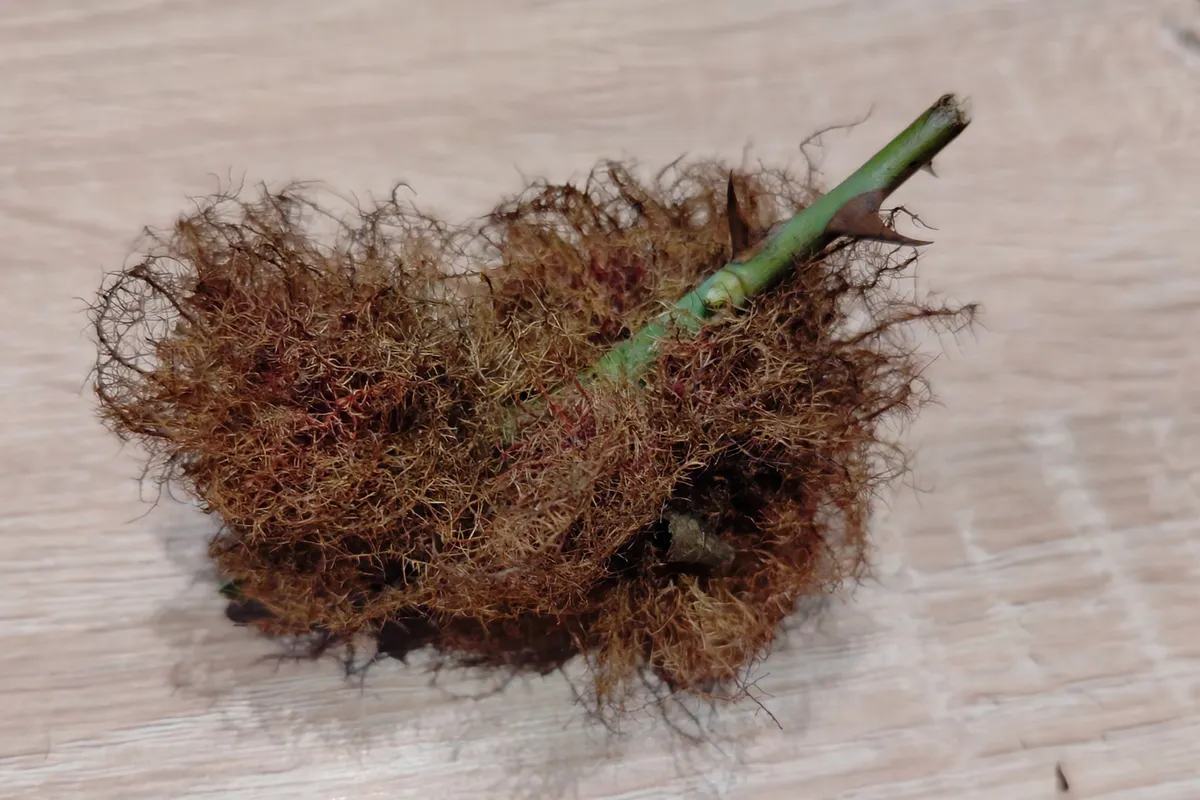 Avispa de la Agalla de la Rosa