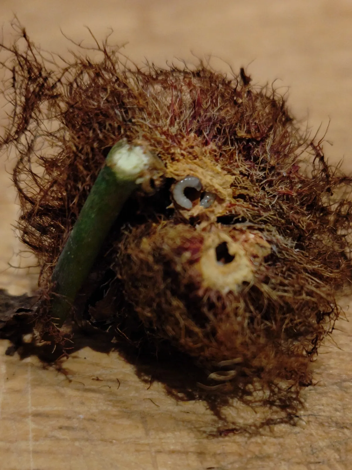 Avispa de la Agalla de la Rosa