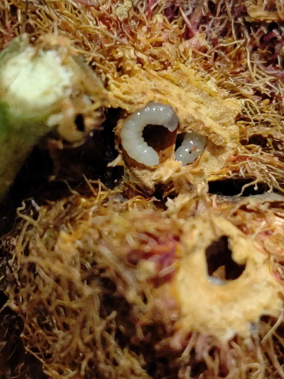 Avispa de la Agalla de la Rosa