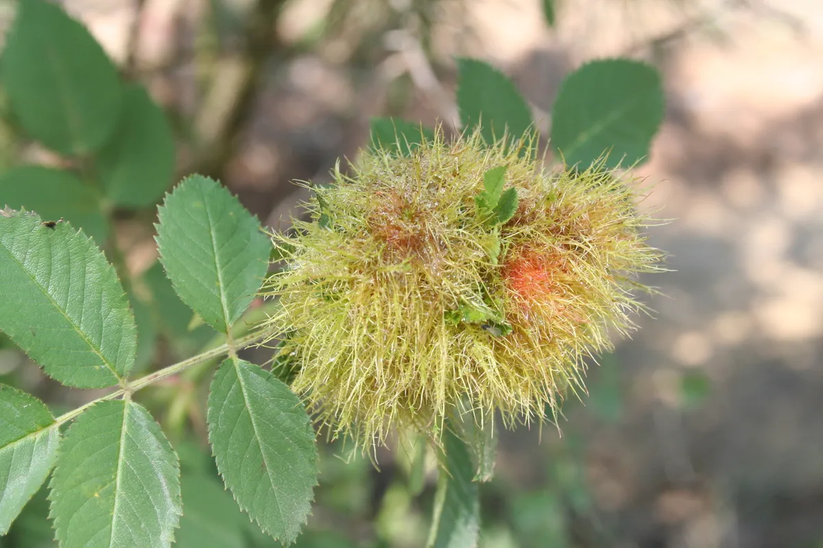 Avispa de la Agalla de la Rosa
