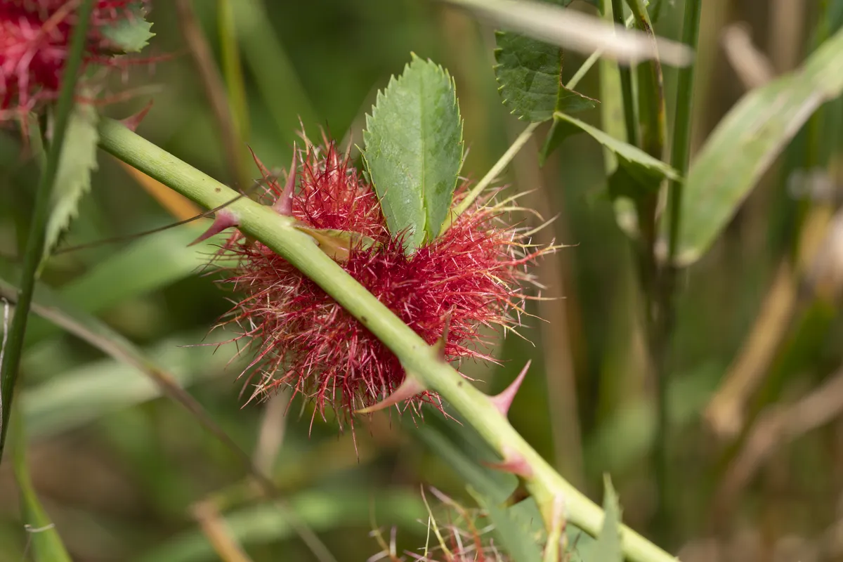 Avispa de la Agalla de la Rosa