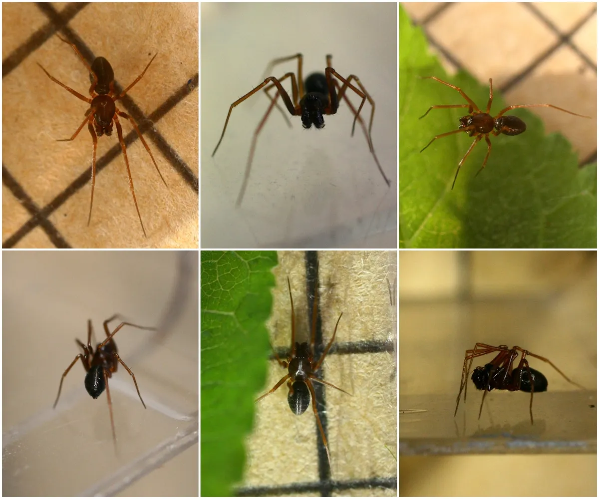 Araña de Tela de Sábana Concolor