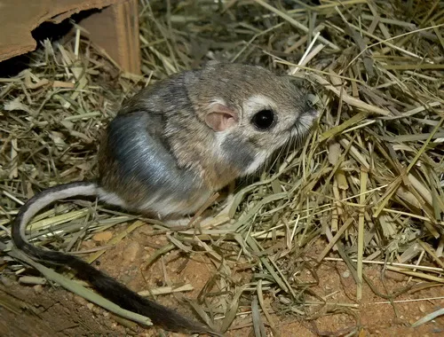Rata canguro de Merriam