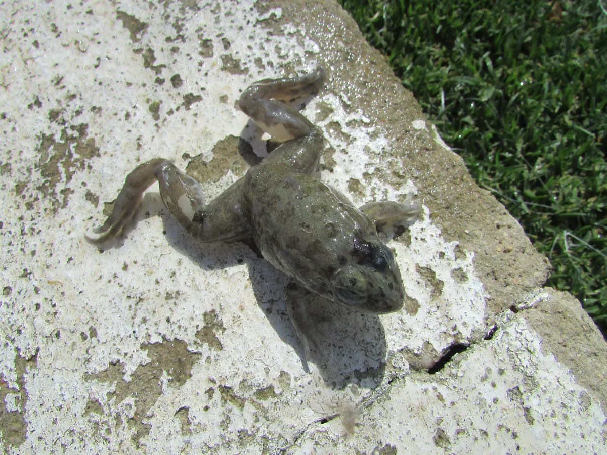 Discoglossus galganoi