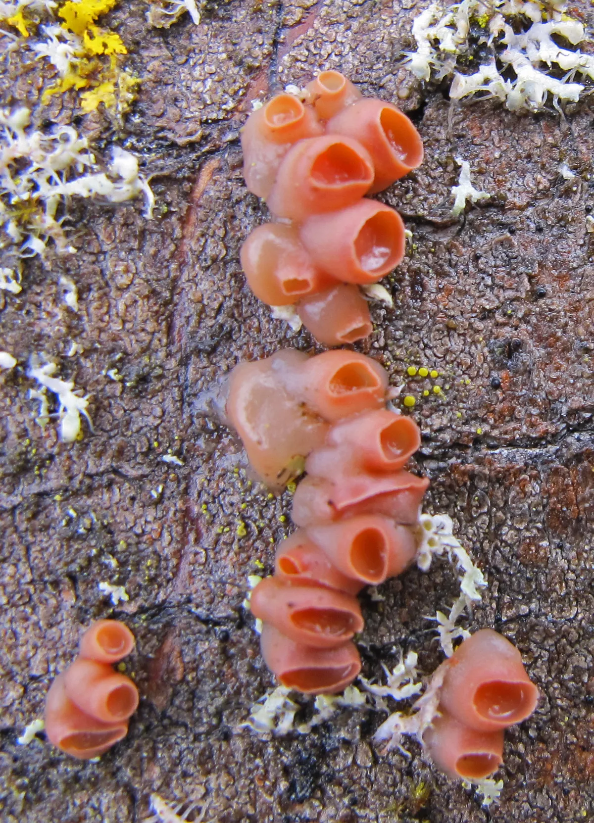 Ditangium cerasi