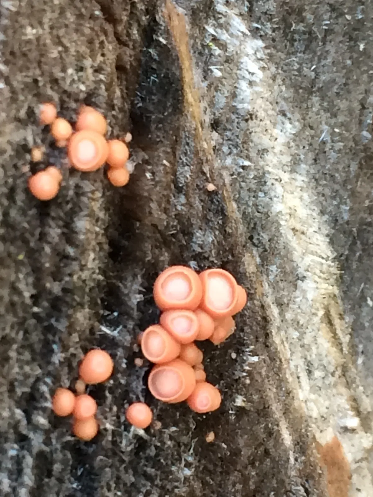 Cherry Ditangium Fungus