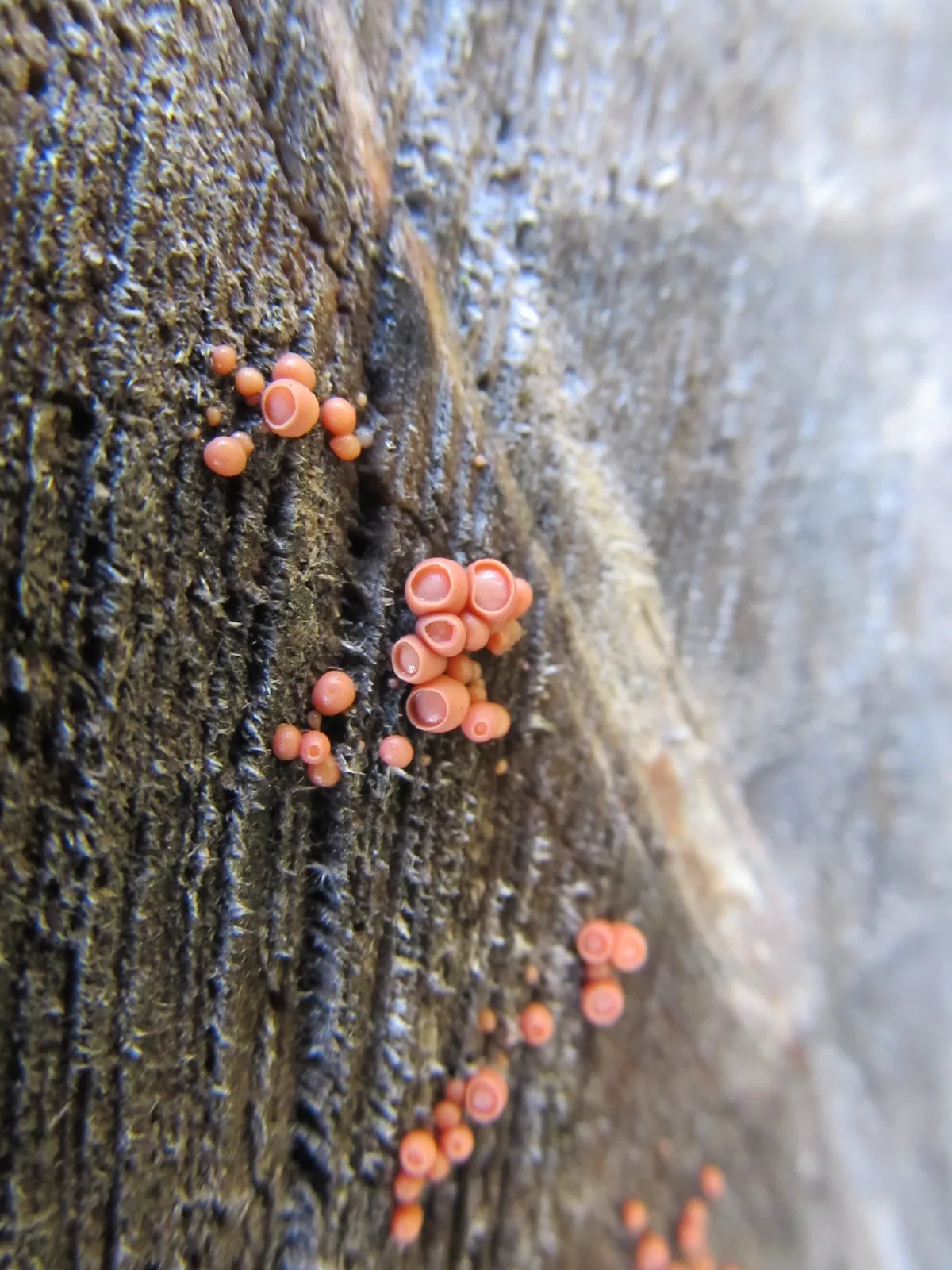 Cherry Ditangium Fungus