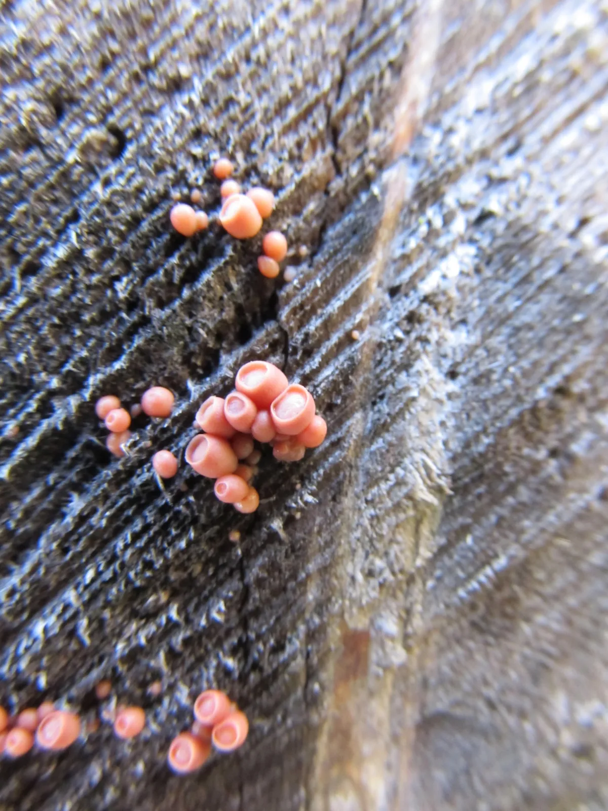 Cherry Ditangium Fungus